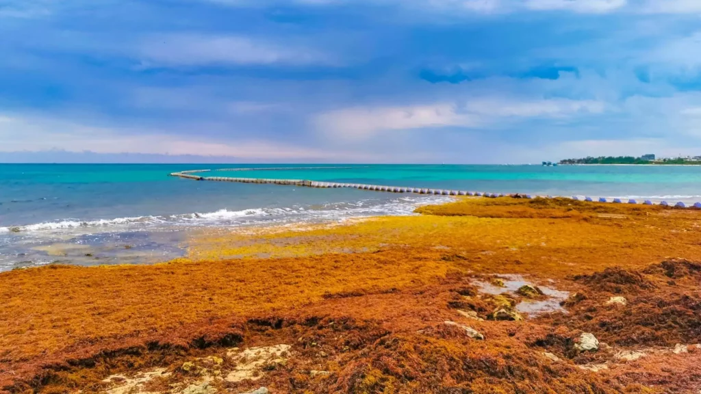 sargassum